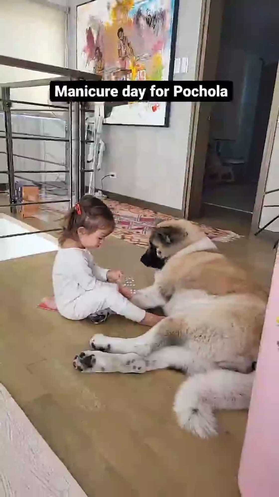 Tili Bolzico, pinagtripang i-manicure ang alagang aso na si Pochola; nilagyan ng nail extensions Tili Bolzico, pinagtripang i-manicure ang alagang aso na si Pochola; nilagyan ng nail extensions
