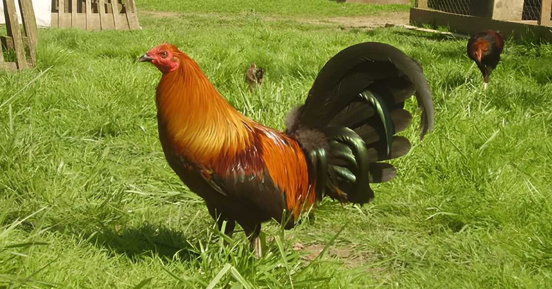 Magnanakaw ng panabong, patay, dalawa pa sugatan, nang maingkwentro pulis na may-ari ng mga manok Magnanakaw ng panabong, patay, dalawa pa sugatan, nang maingkwentro pulis na may-ari ng mga manok