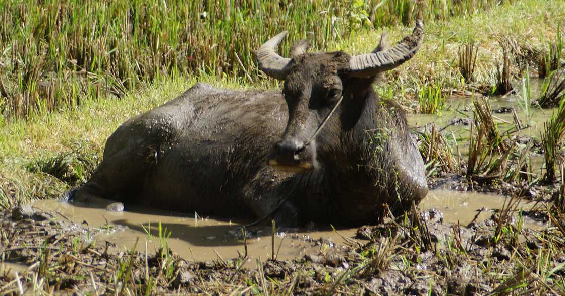 Carabao found dead hanging on a tree; owner cries over painful death of the animal