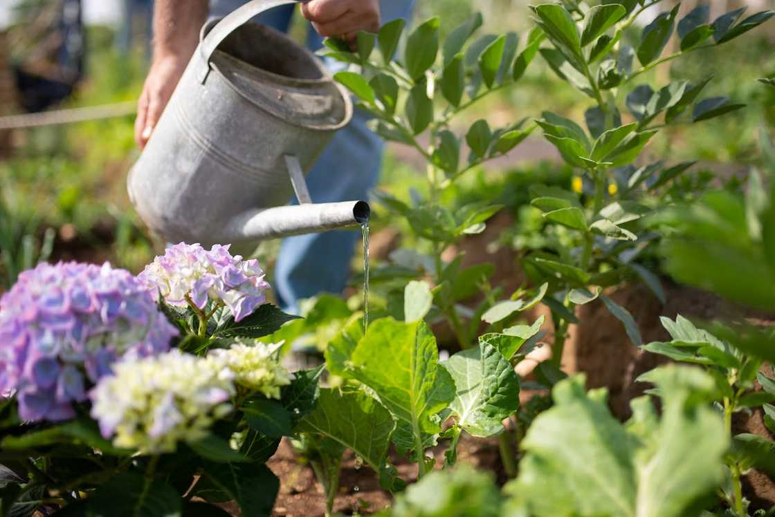A person watering leafy plants and flowers in a sunlit garden.
