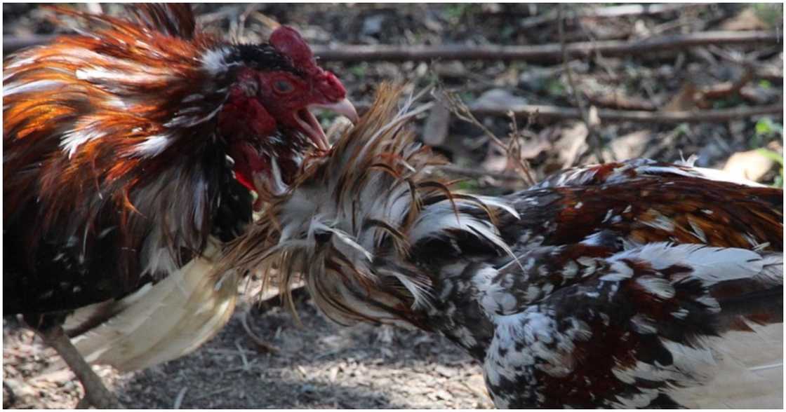 Cockfighting