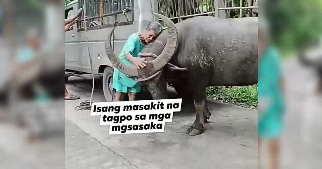 Video ni lola na umiiyak habang nagpaalam sa kalabaw na higit 30 years nakasama, umantig sa netizens