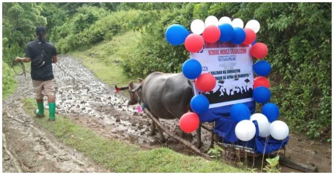 Mobile graduation gamit ang kalabaw, hinangaan ng maraming netizens Mobile graduation gamit ang kalabaw, hinangaan ng maraming netizens
