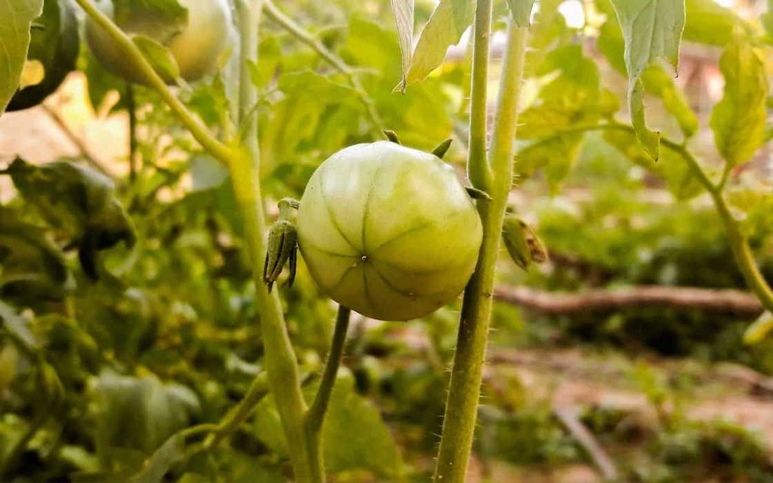 When to plant tomatoes in 2020 When to plant tomatoes in 2020