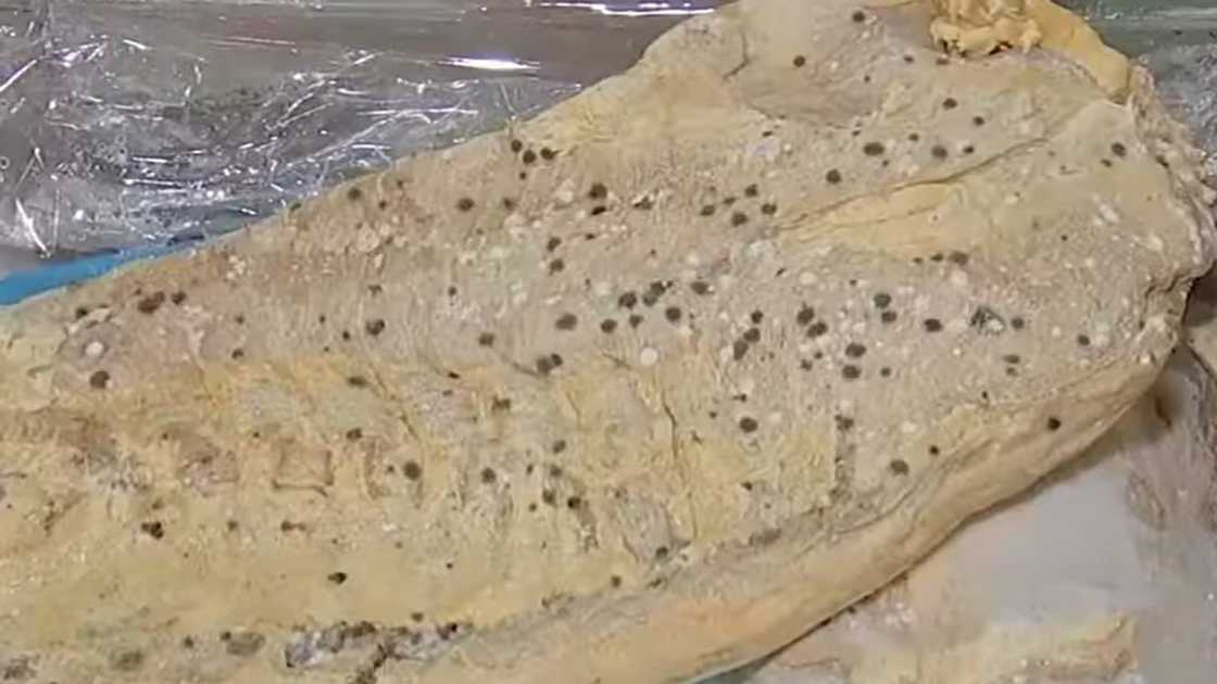 P600 M halaga ng expired na karne, nakumpiska; ginagawa umanong siomai at hotdog P600 M halaga ng expired na karne, nakumpiska; ginagawa umanong siomai at hotdog