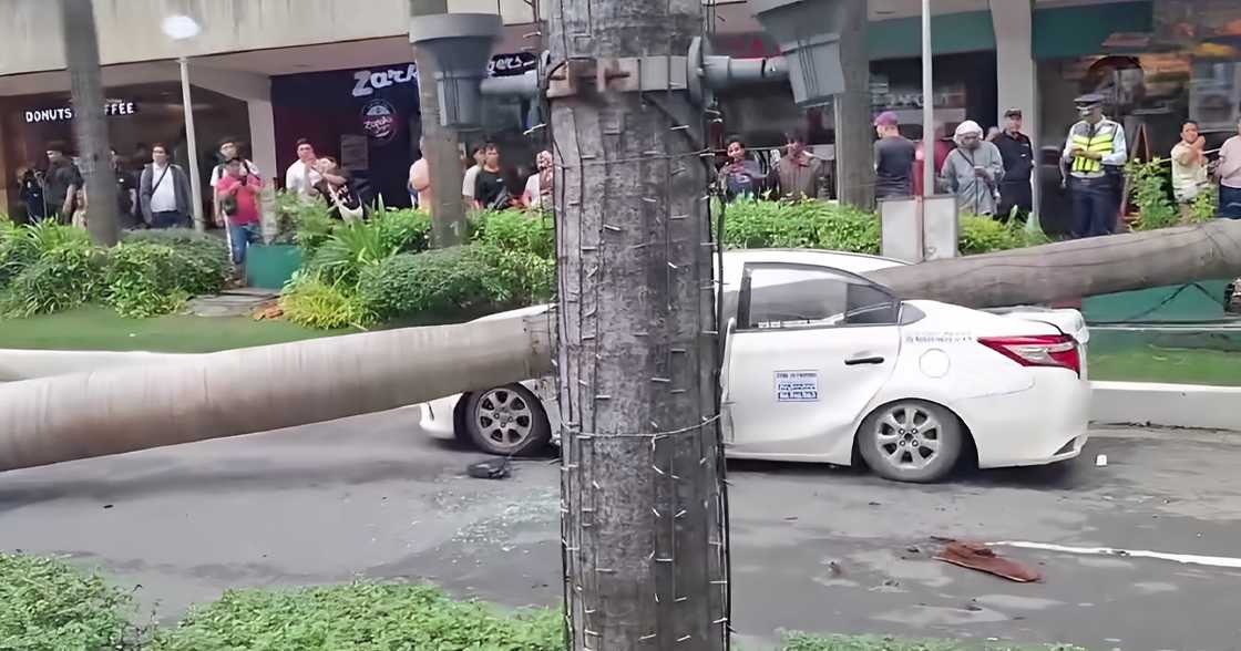 Taxi cab crushed by massive tree in Quezon City as Typhoon Opong batters Luzon
