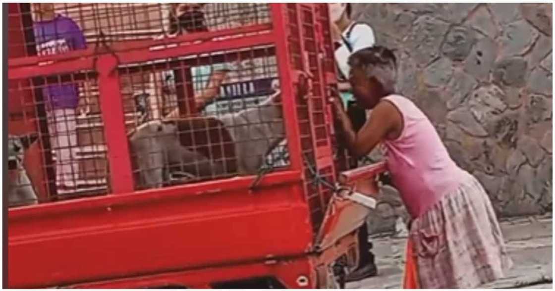 Lola na labis ang pag-iyak habang namamaalam sa nabagansyang mga alagang aso, viral Lola na labis ang pag-iyak habang namamaalam sa nabagansyang mga alagang aso, viral
