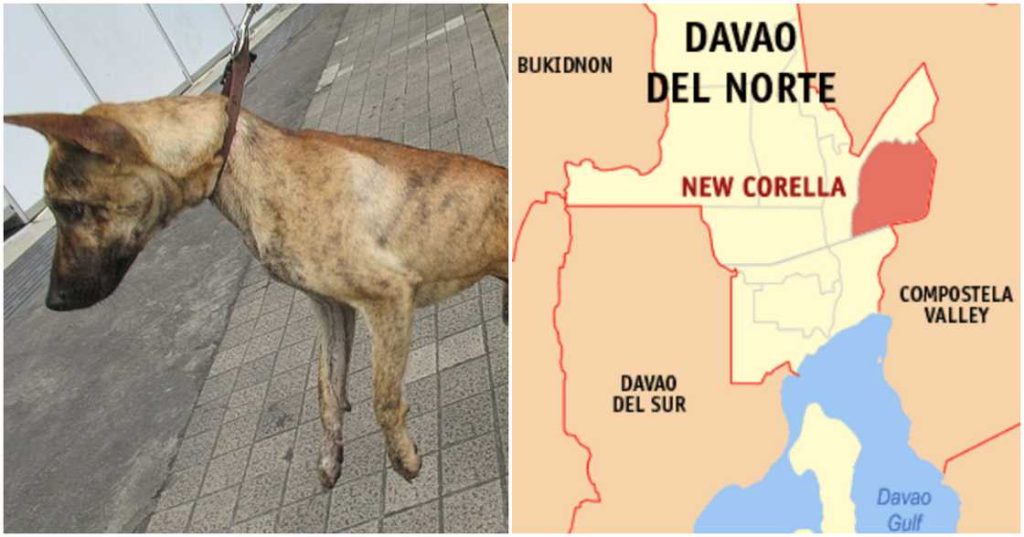 Binatilyo, nasawi matapos kumain ng karne ng aso; Contact tracing, isinasagawa sa Davao del Norte Binatilyo, nasawi matapos kumain ng karne ng aso; Contact tracing, isinasagawa sa Davao del Norte
