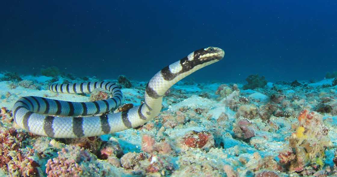 Up close with a sea krait or “walo-walo”: Venomous sea snake joins diving lesson in Batangas Up close with a sea krait or “walo-walo”: Venomous sea snake joins diving lesson in Batangas