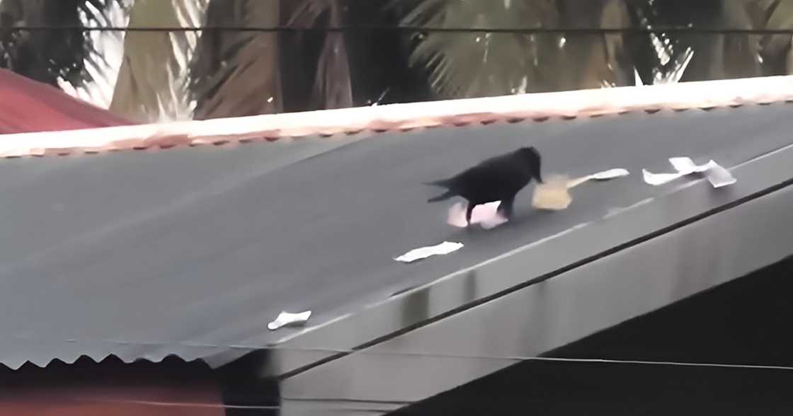 Crow snatches year-end bonuses in bizarre incident in Roxas, Capiz Crow snatches year-end bonuses in bizarre incident in Roxas, Capiz