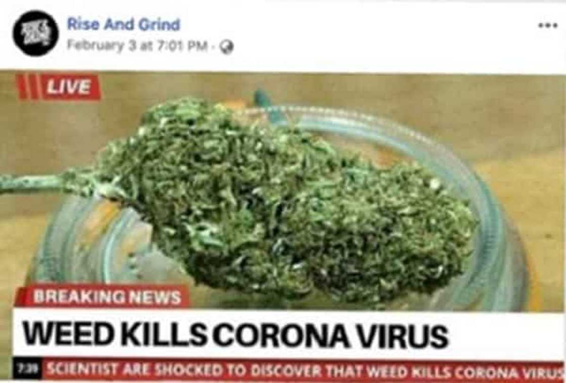 Fact check: No, cannabis cannot kill the Corona Virus Disease (COVID-19) Fact check: No, cannabis cannot kill the Corona Virus Disease (COVID-19)