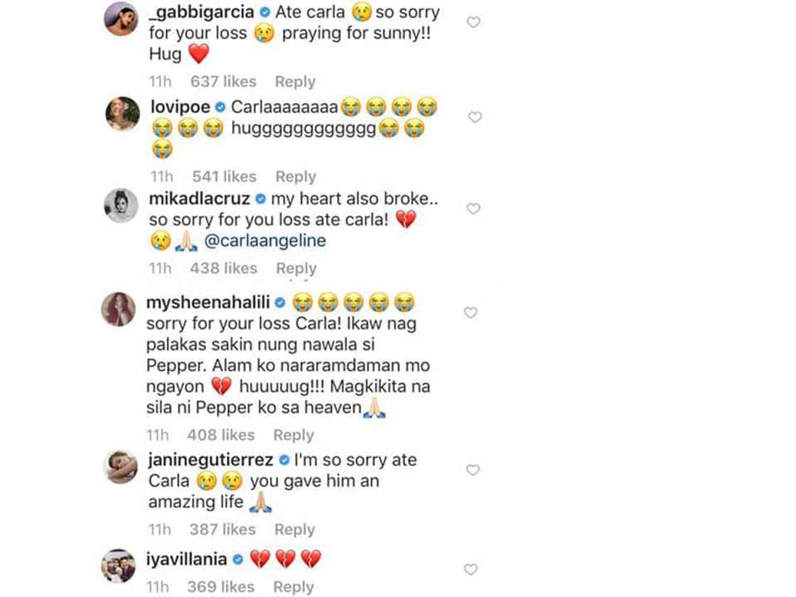 ABS-CBN & GMA celebs react to Carla Abellana’s mourning for the loss of her dog ABS-CBN & GMA celebs react to Carla Abellana’s mourning for the loss of her dog