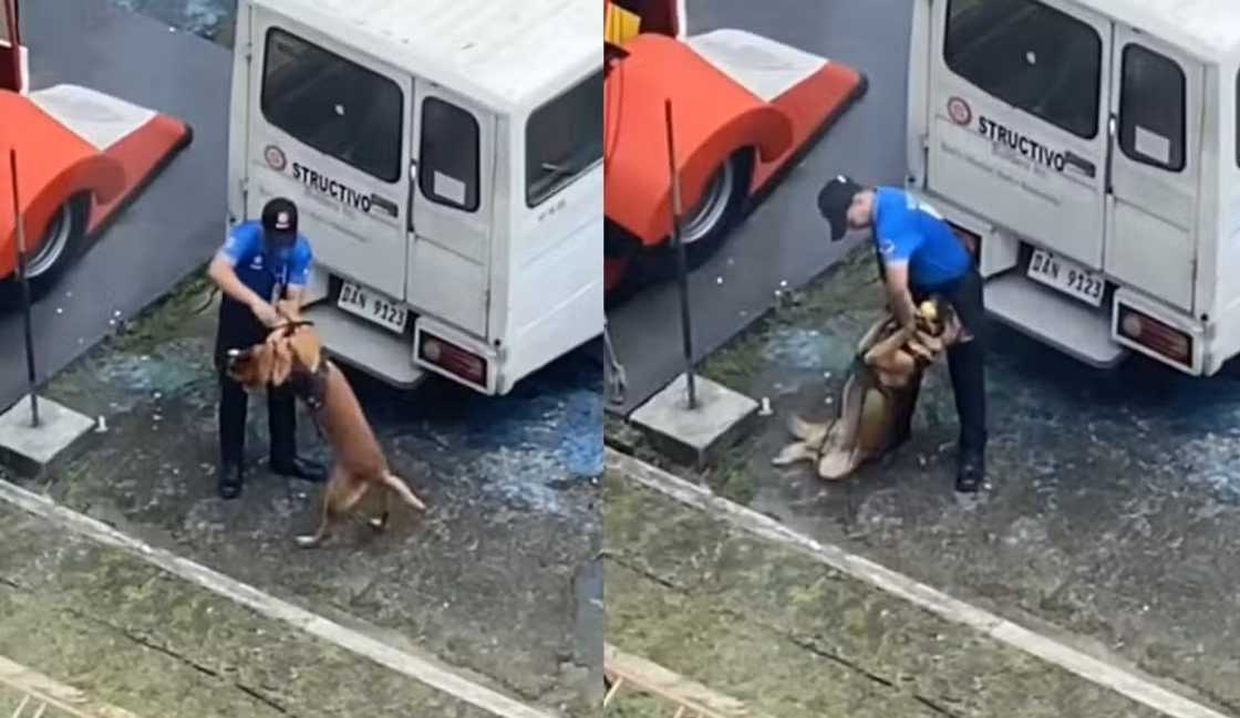 Meralco, sinuspinde ang K9 handler matapos abusuhin ang service dog na si Bingo Meralco, sinuspinde ang K9 handler matapos abusuhin ang service dog na si Bingo
