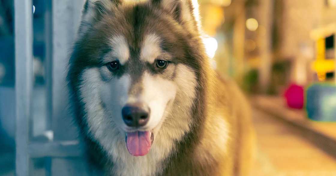 Photo: Pixabay Photo: Pixabay