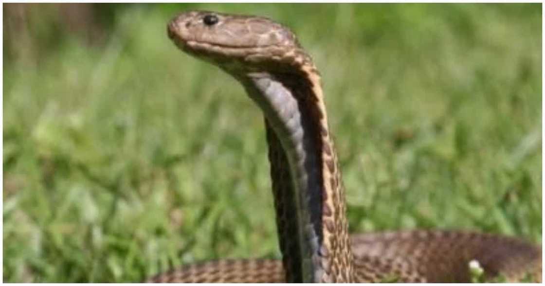 Guro sa Aurora, pumanaw ilang oras lang matapos kagatin ng cobra sa classroom Guro sa Aurora, pumanaw ilang oras lang matapos kagatin ng cobra sa classroom