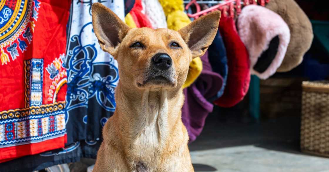 Driver, pinagpapaliwanag ng LTO ukol sa aso na nilagay niya sa trunk ng kotse Driver, pinagpapaliwanag ng LTO ukol sa aso na nilagay niya sa trunk ng kotse