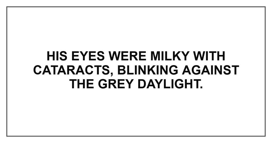 His eyes were milky with cataracts, blinking against the grey daylight. His eyes were milky with cataracts, blinking against the grey daylight.