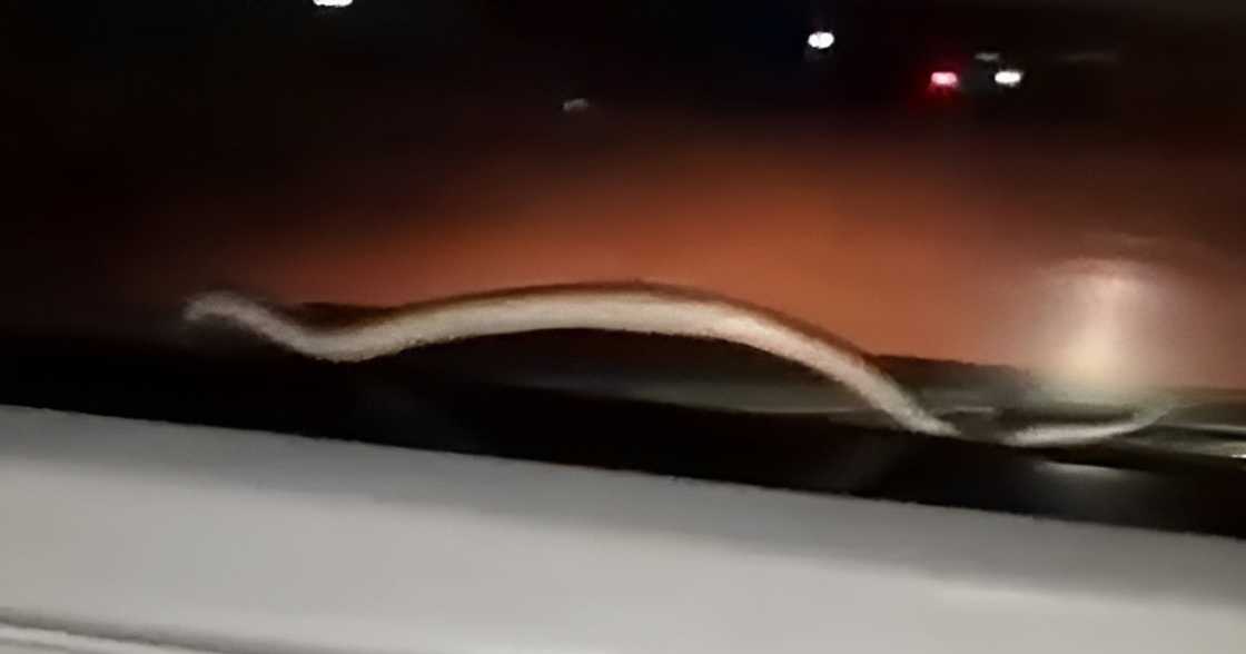Snake startles occupants after appearing on moving car's windshield in South Cotabato Snake startles occupants after appearing on moving car's windshield in South Cotabato