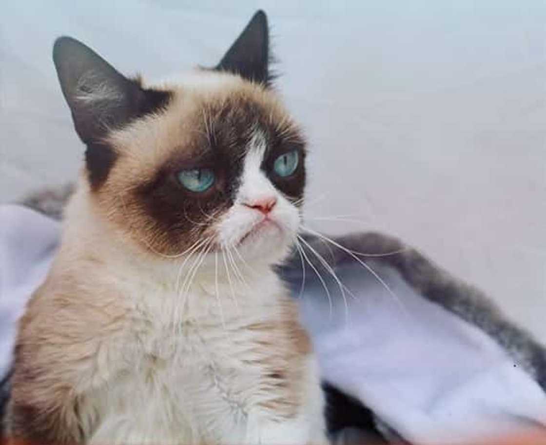 Female cat names: the most popular nicknames in 2020 Female cat names: the most popular nicknames in 2020