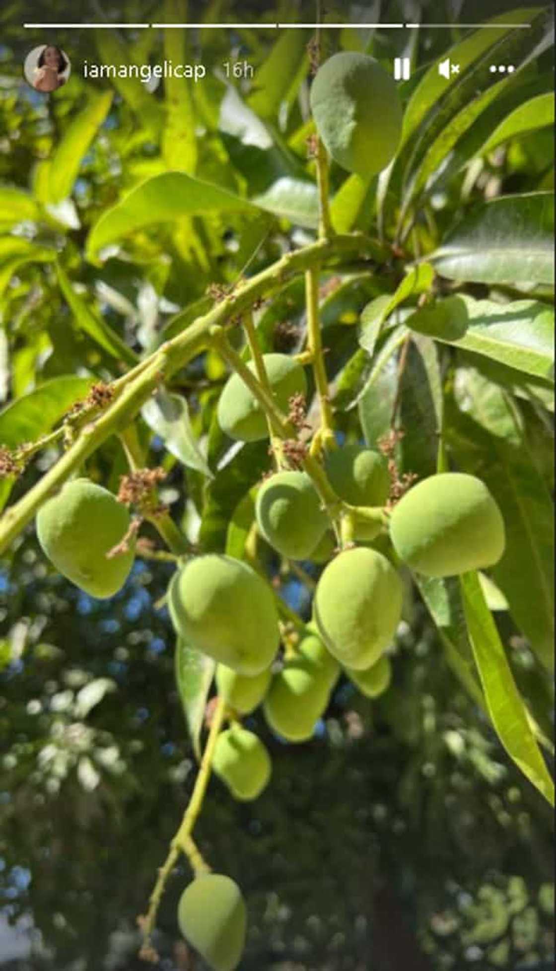 Angelica Panganiban, nag-post ng mga larawan ng mga hilaw na mangga Angelica Panganiban, nag-post ng mga larawan ng mga hilaw na mangga