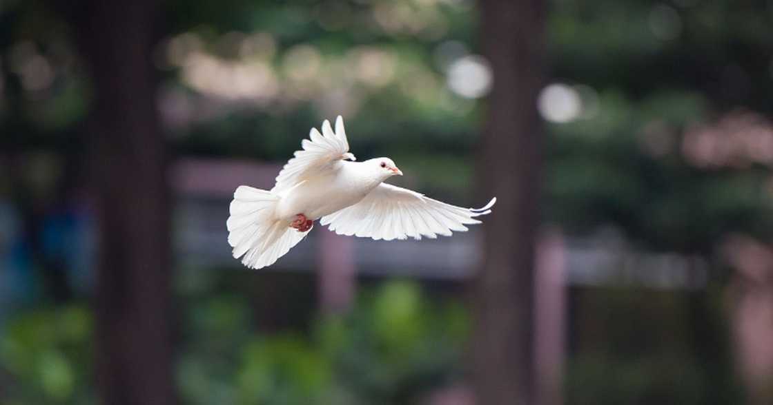 Photo: Pixabay Photo: Pixabay