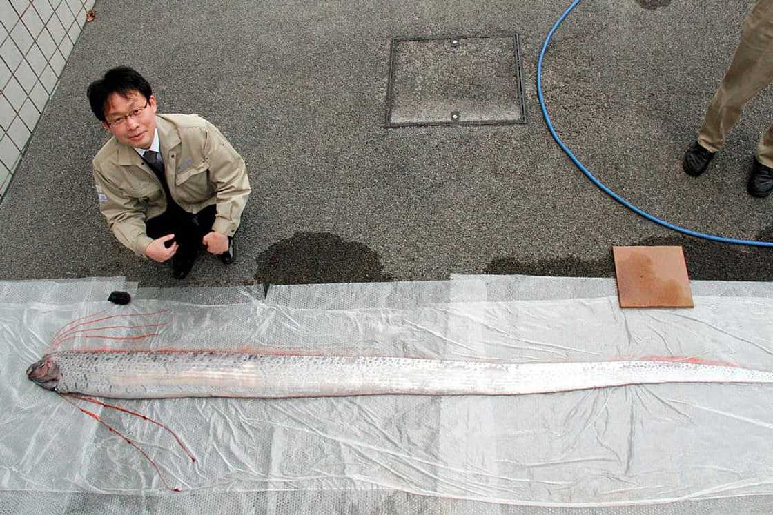Oarfish na nakita sa Agusan, pinangangambahan ng netizens na may kinalaman sa lindol sa Masbate Oarfish na nakita sa Agusan, pinangangambahan ng netizens na may kinalaman sa lindol sa Masbate