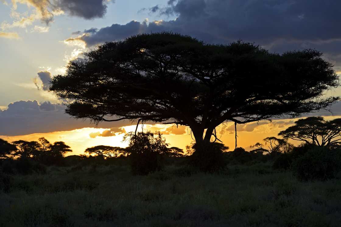 Silhouetted acacia tree at sunset in the African savanna. Silhouetted acacia tree at sunset in the African savanna.
