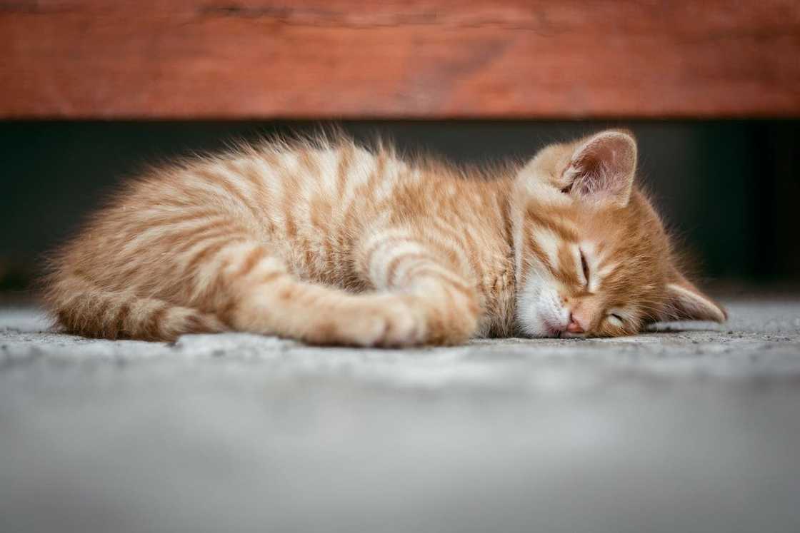 Photo: Pixabay