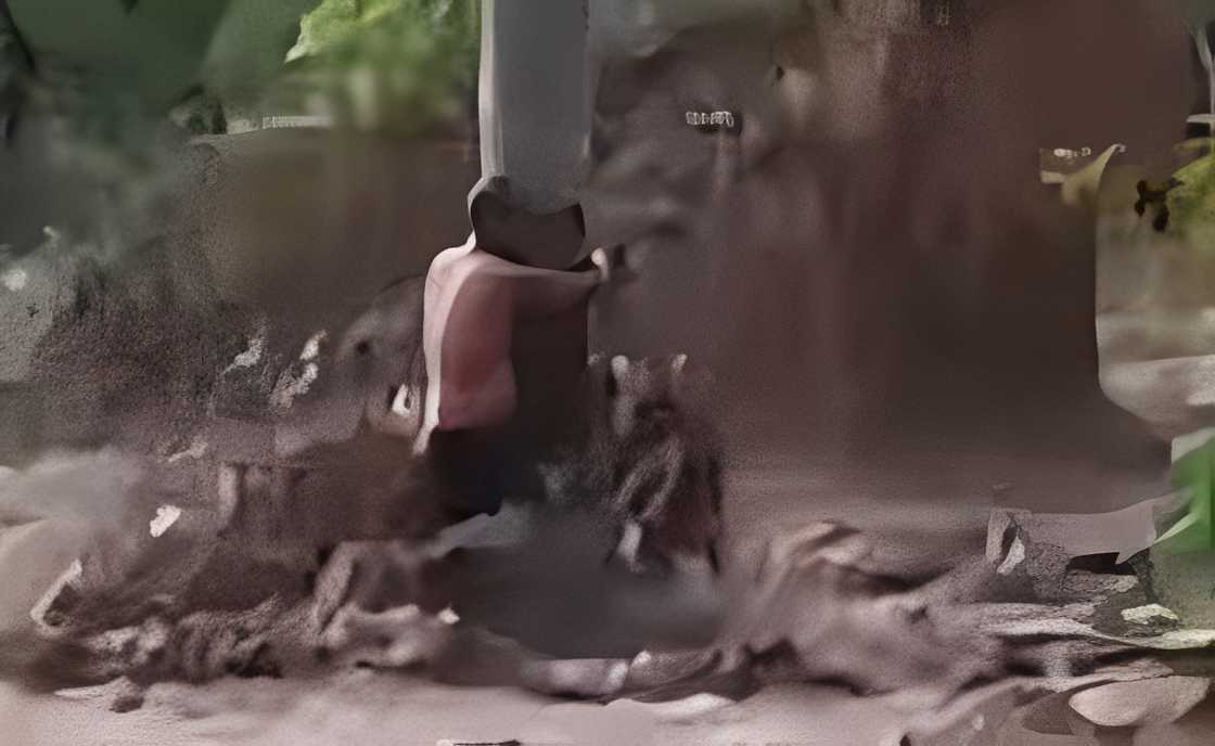 Magsasaka sa Maasim, Sarangani, nakaligtas sa flashflood matapos kumapit sa puno ng niyog Magsasaka sa Maasim, Sarangani, nakaligtas sa flashflood matapos kumapit sa puno ng niyog