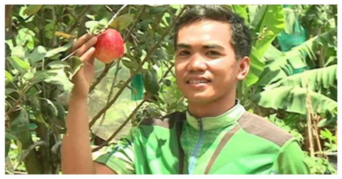 Agriculture student, matagumpay na nakapagpatubo ng 'apple' sa Davao del Sur Agriculture student, matagumpay na nakapagpatubo ng 'apple' sa Davao del Sur