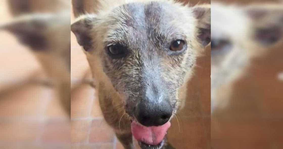 Sharon Cuneta tells Pawi the Louis Vuitton collar is on its way from Italy Sharon Cuneta tells Pawi the Louis Vuitton collar is on its way from Italy