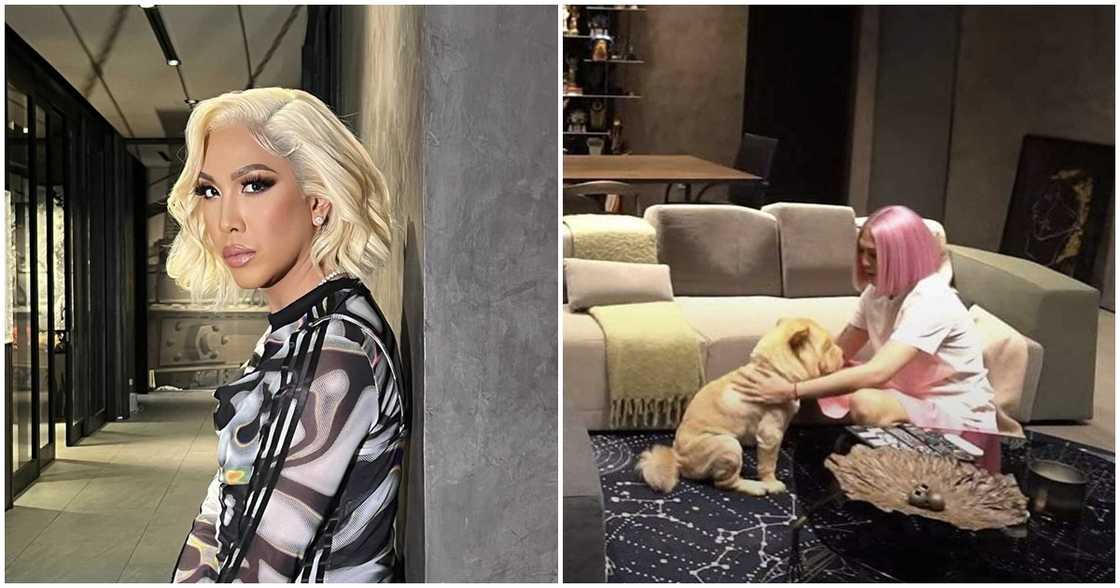 Vice Ganda mourns loss of his furbaby Chip In: "Been crying since morning" Vice Ganda mourns loss of his furbaby Chip In: "Been crying since morning"
