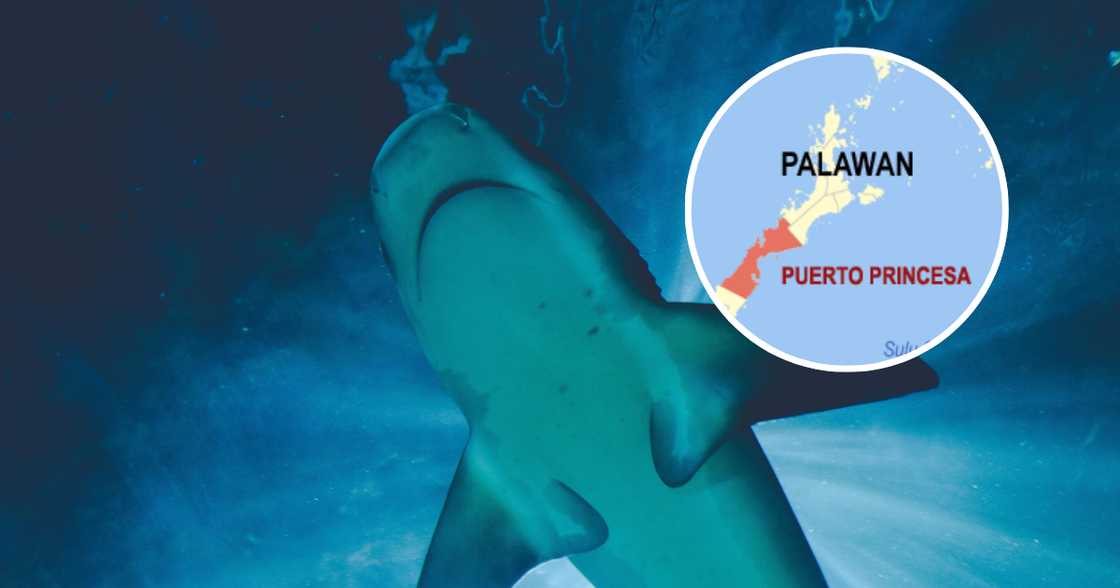 Braso ng tao, natagpuan sa loob ng nahuling pating sa Palawan Braso ng tao, natagpuan sa loob ng nahuling pating sa Palawan