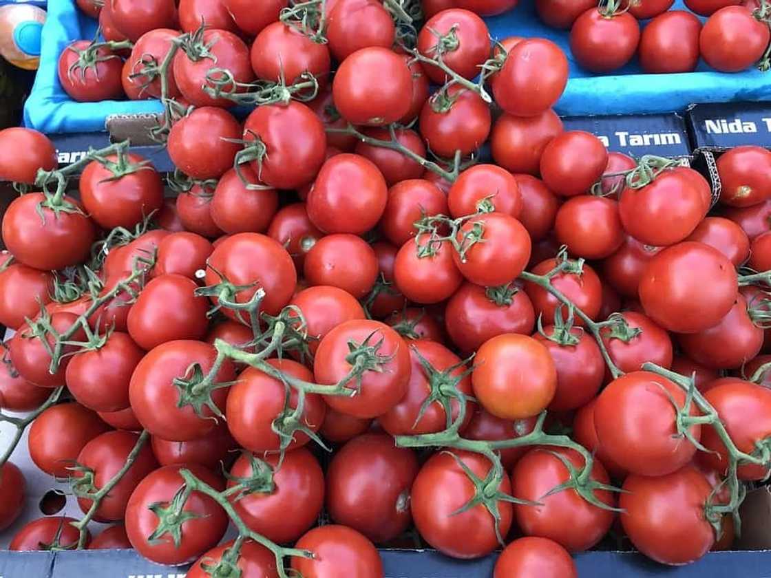 When to plant tomatoes in 2020 When to plant tomatoes in 2020