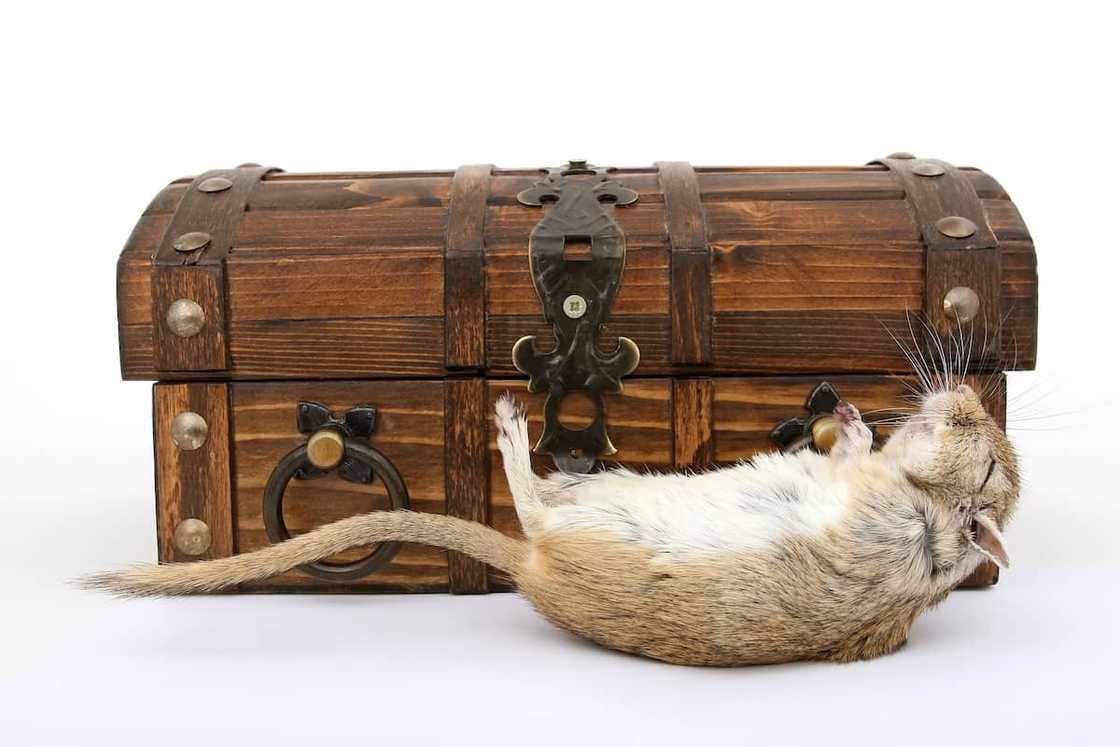 hantavirus prevention hantavirus prevention