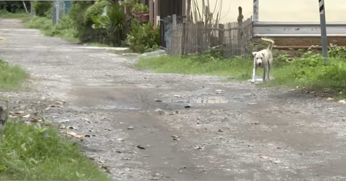 Motorcycle rider na papasok sa trabaho, patay nang makabangga ng aso sa kalye Motorcycle rider na papasok sa trabaho, patay nang makabangga ng aso sa kalye