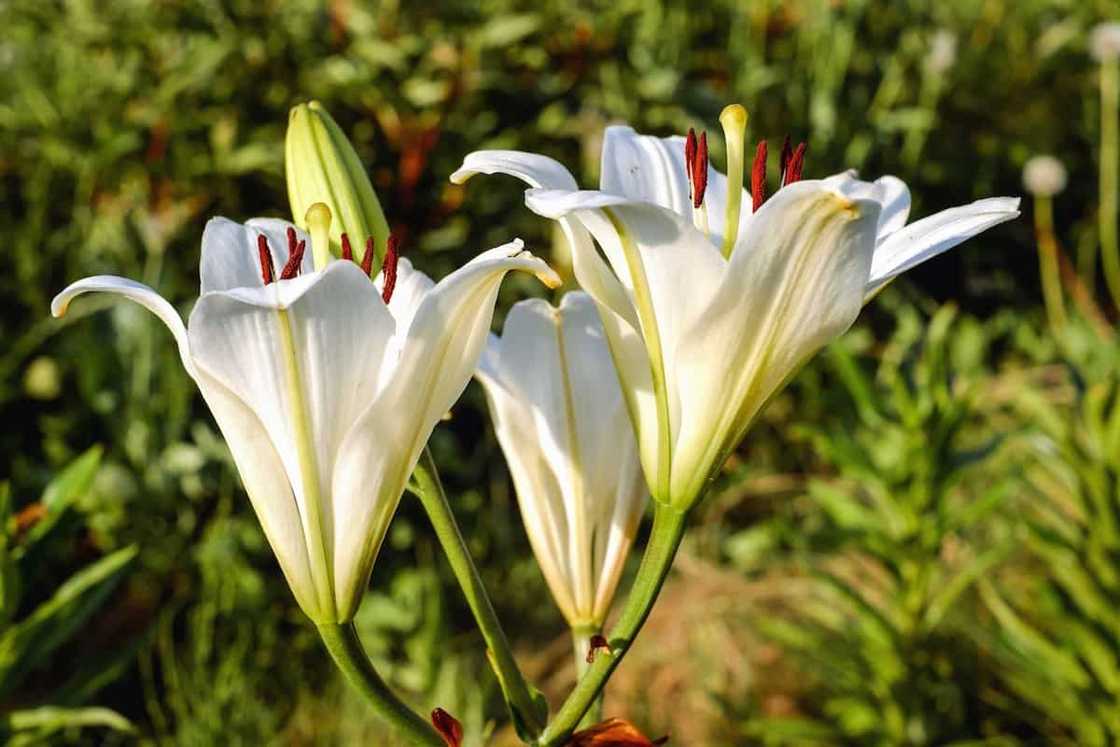 When to transplant lilies: expert advice When to transplant lilies: expert advice