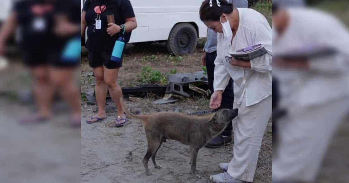Sa wakas! Sharon Cuneta finds Pawi, the 'malambing' aspin that captured her heart in Subic Sa wakas! Sharon Cuneta finds Pawi, the 'malambing' aspin that captured her heart in Subic