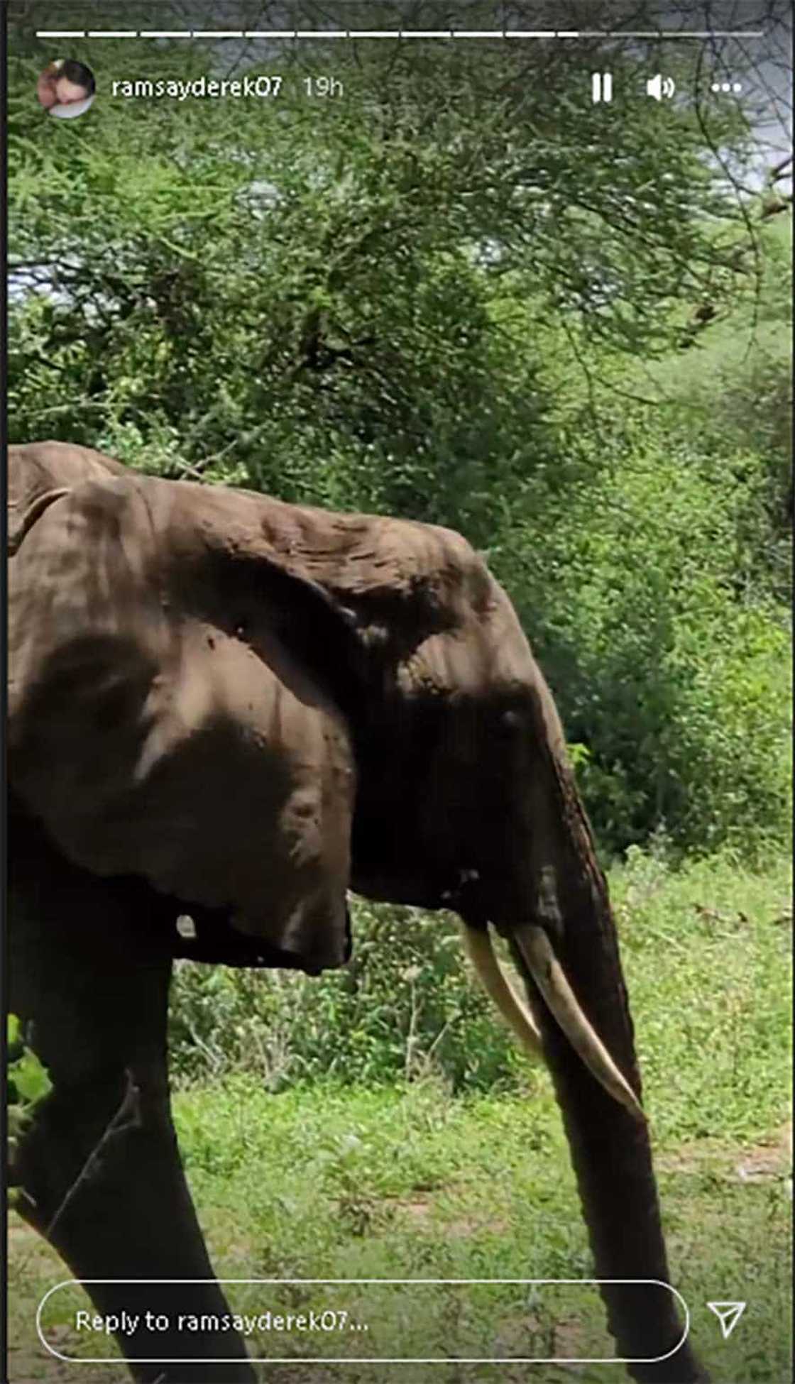 Derek Ramsay, shinare ilang pics sa Safari honeymoon nila ni Ellen Adarna kasama si Elias Modesto Derek Ramsay, shinare ilang pics sa Safari honeymoon nila ni Ellen Adarna kasama si Elias Modesto