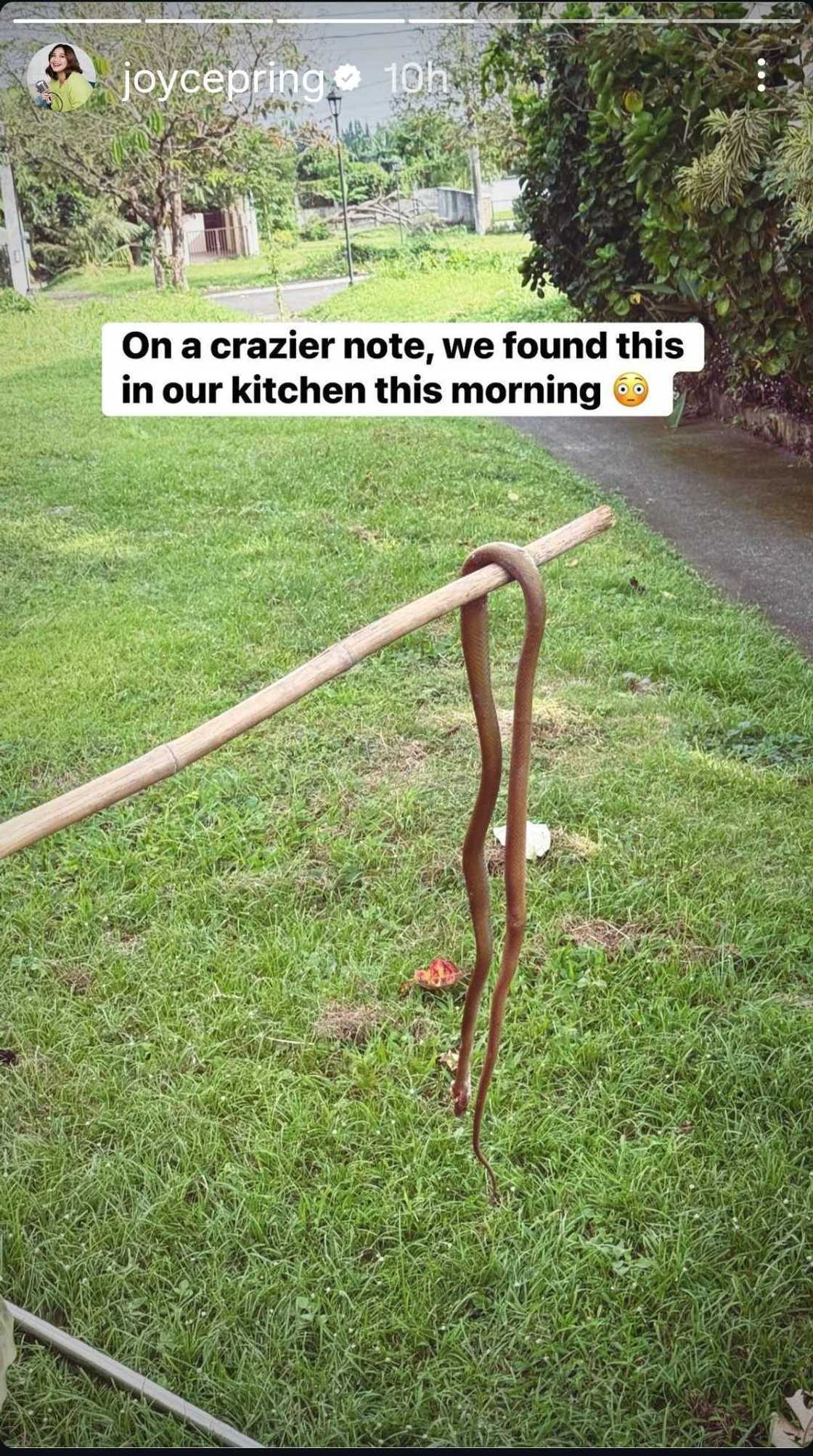 Joyce Pring encounters an unexpected visitor in their kitchen Joyce Pring encounters an unexpected visitor in their kitchen