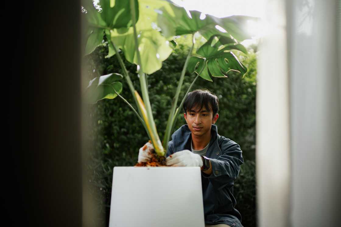 a man gardening a man gardening