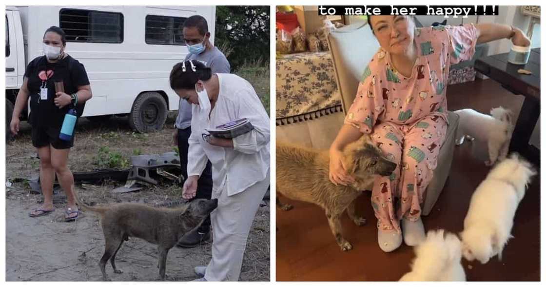 Sharon Cuneta, pinuri ng netizens nang makita ang aspin na si Pawi sa bahay nito Sharon Cuneta, pinuri ng netizens nang makita ang aspin na si Pawi sa bahay nito