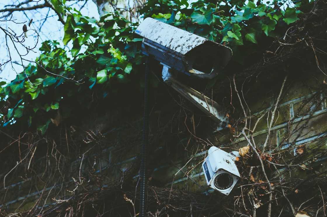 Two surveillance cameras mounted on a brick wall with ivy and dried vines.