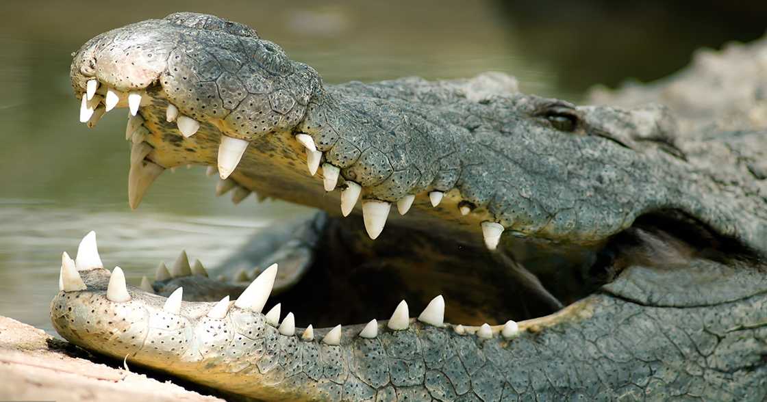 Fisherman fatally attacked by crocodile in mangrove while sleeping in his boat in Palawan