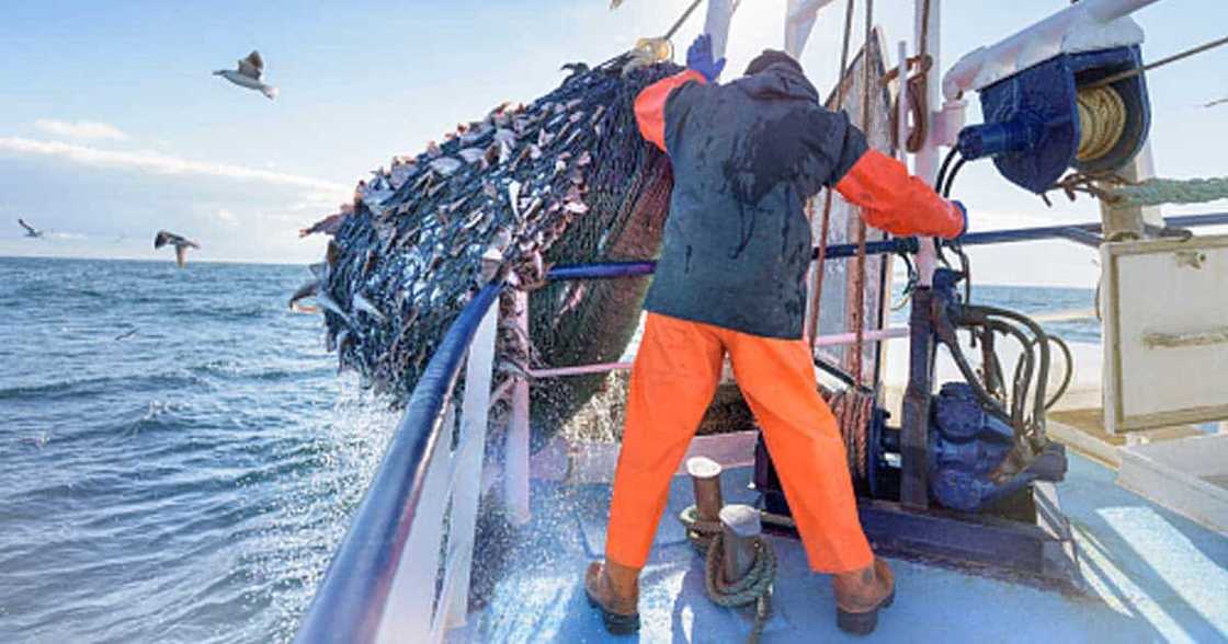 Celebrities, nagpahayag na ng saloobin tungkol sa pagkuha ng 240,000 kilos ng isda ng China kada araw