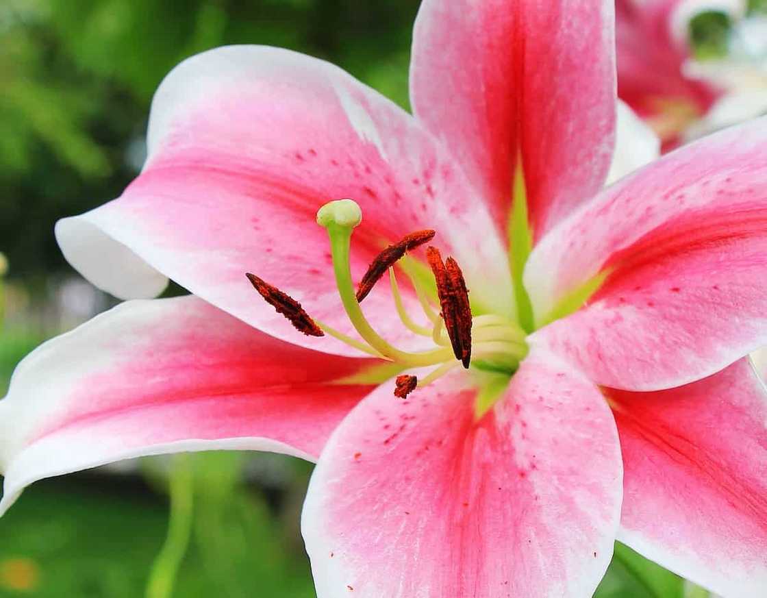 When to transplant lilies: expert advice When to transplant lilies: expert advice