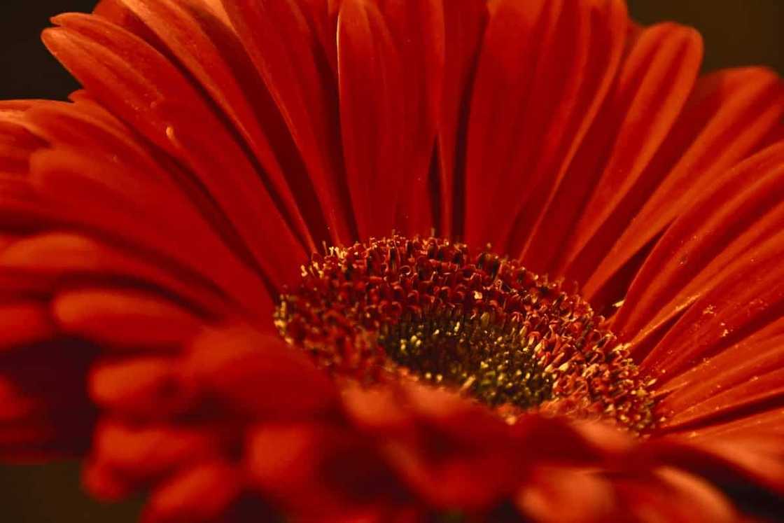 Gerbera: planting and care at home and in the garden