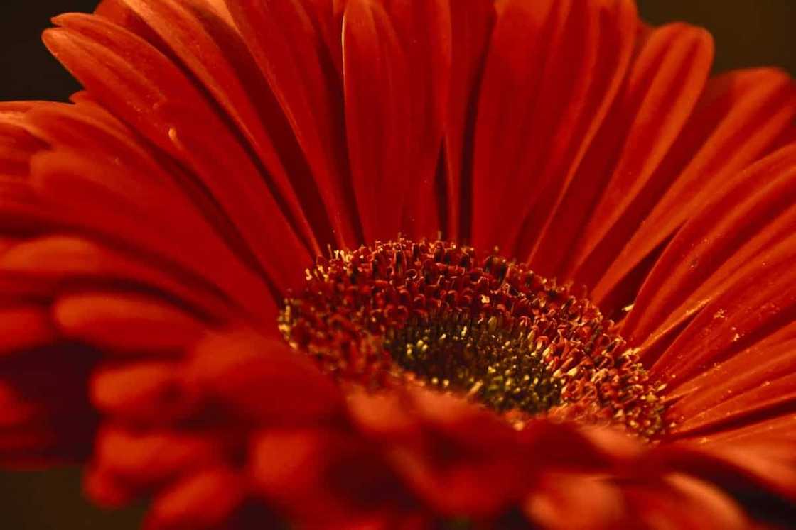 Gerbera: planting and care at home and in the garden Gerbera: planting and care at home and in the garden