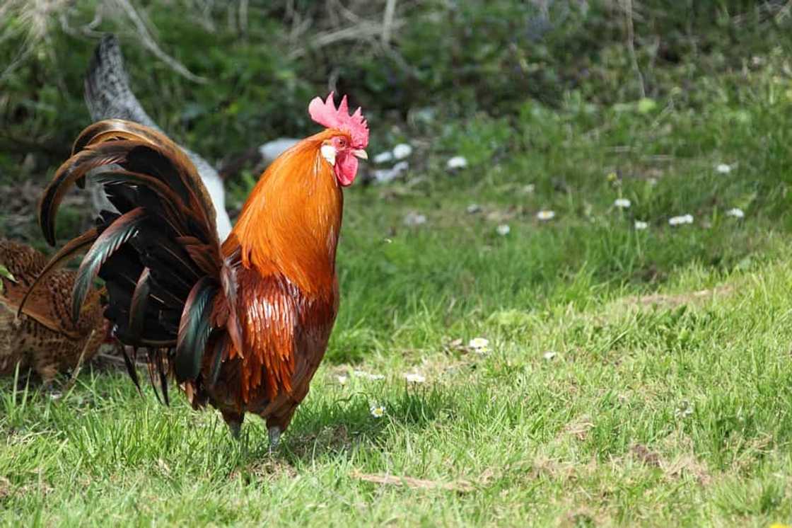 Lady netizen seeks help after accidetally smashing her father's rooster for "panabong" Lady netizen seeks help after accidetally smashing her father's rooster for "panabong"