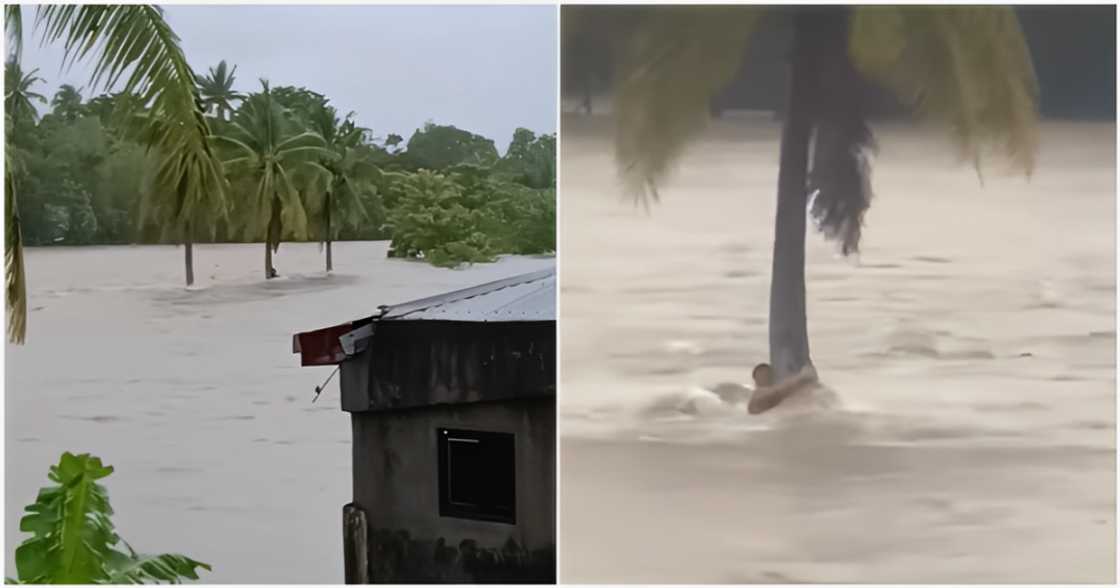 Lalaki sa Nabua, Camarines Sur, nakahawak lang sa puno ng niyog para hindi matangay ng baha Lalaki sa Nabua, Camarines Sur, nakahawak lang sa puno ng niyog para hindi matangay ng baha